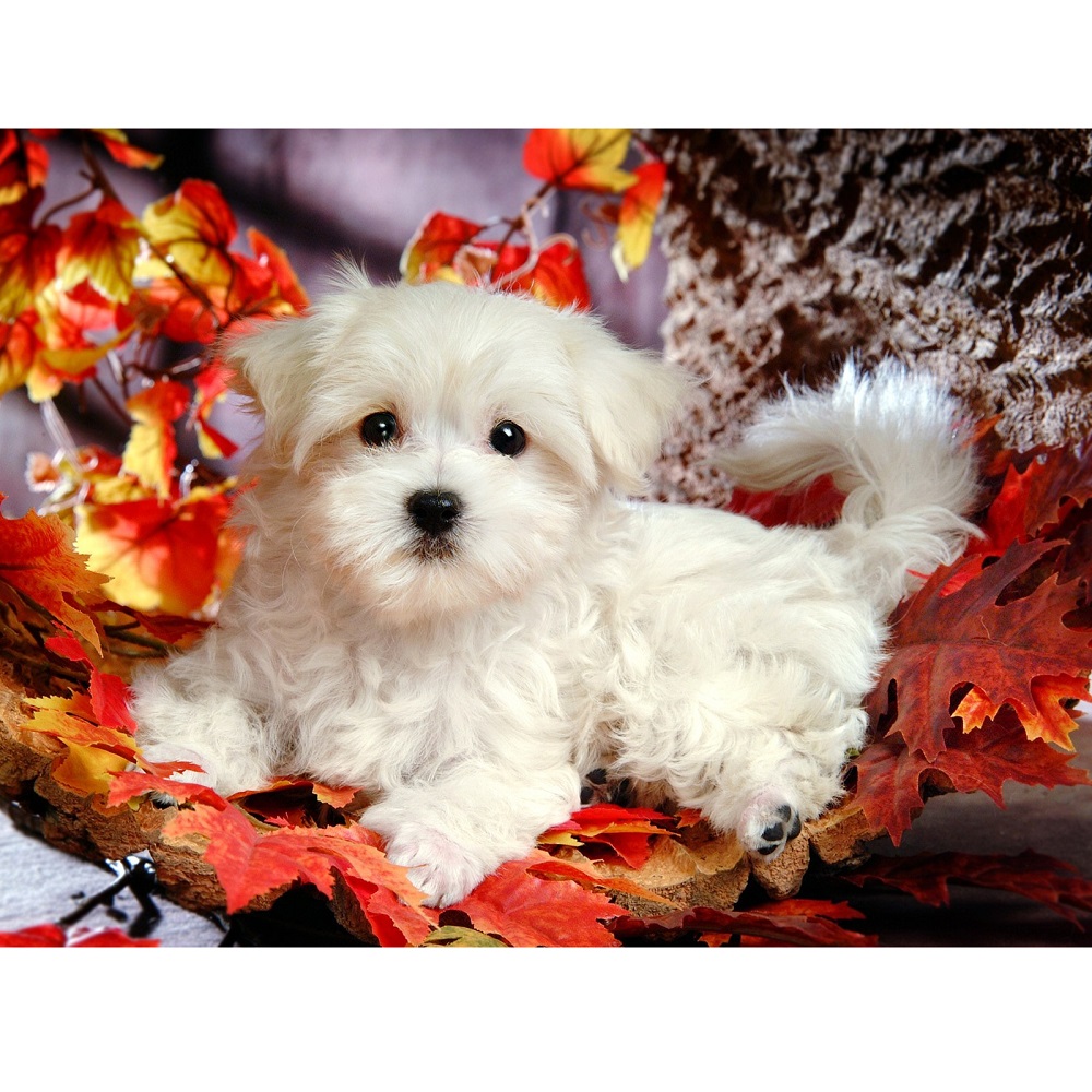 diamentowa mozaika Diamond painting haft diamentowy pies maltańczyk, diamond painting 5d, mozaika 5d z pieskami, zestaw kreatywny dla dziecka na 7 lat, zabawki Nino Bochnia