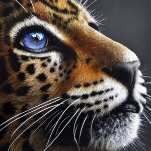 malowanie po numerach tygrys o błękitnych oczach, zabawki Nino Bochnia, pomysł na prezent , obraz do malowania na płótnie z tygrysen